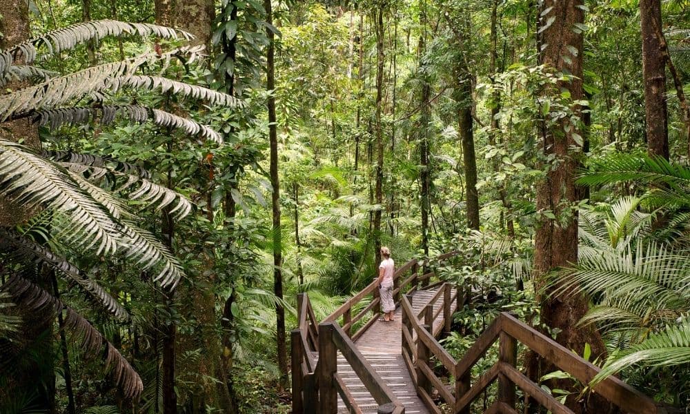 Woman walking on the Daintree Rainforest Boardwalk