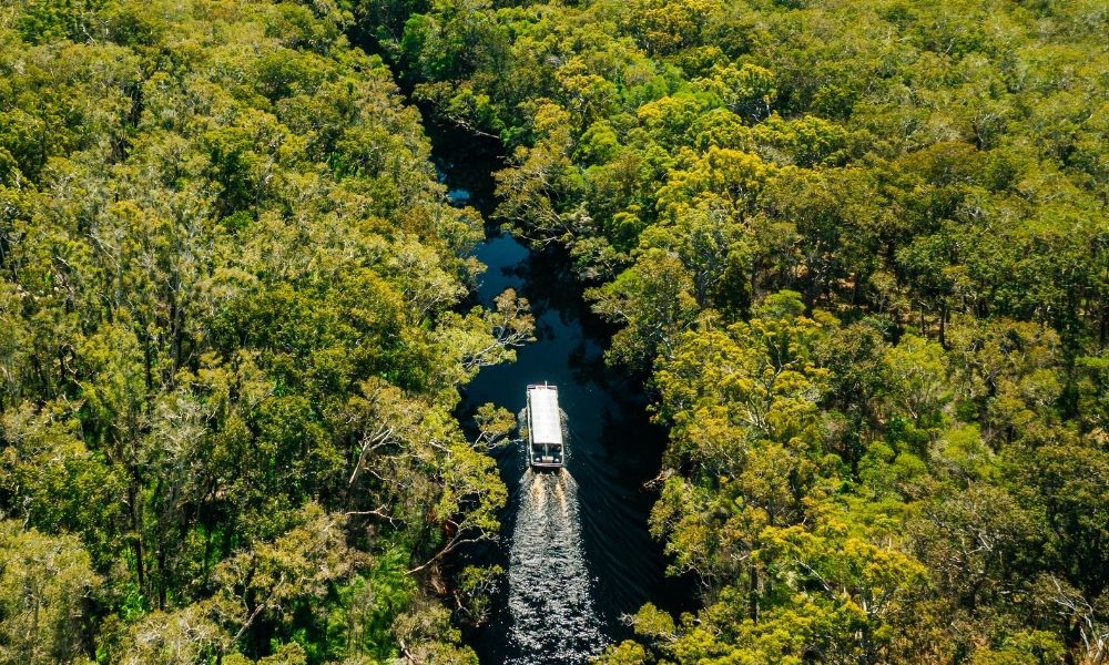 Boat cruises into the Noosa Everglades