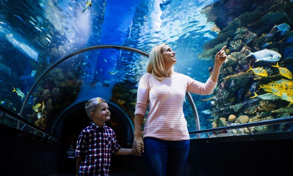 Mum and son looking at fish at SEA LIFE Sunshine Coast