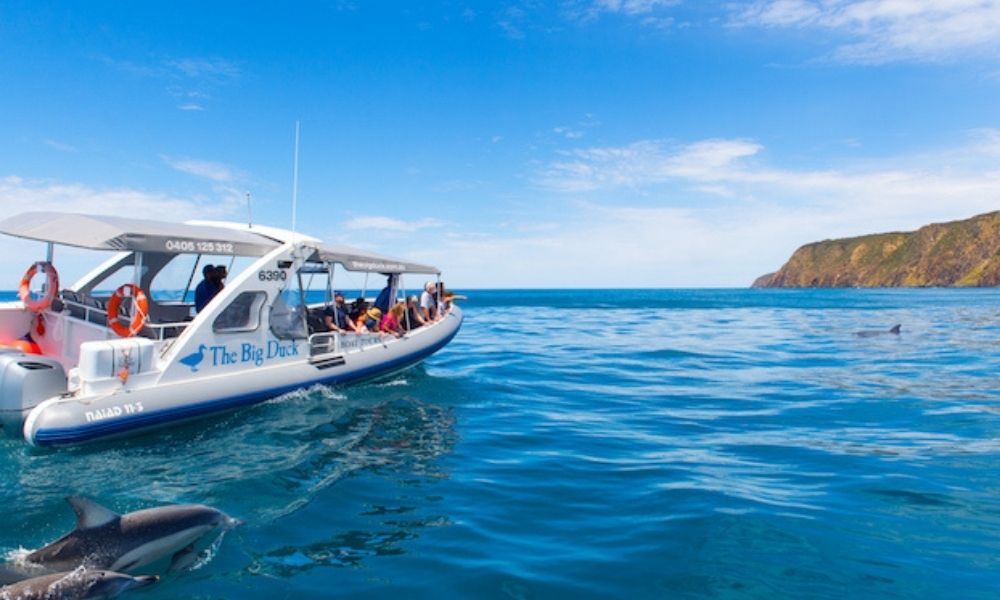 Boat cruises alongside dolphins in Victor Harbor