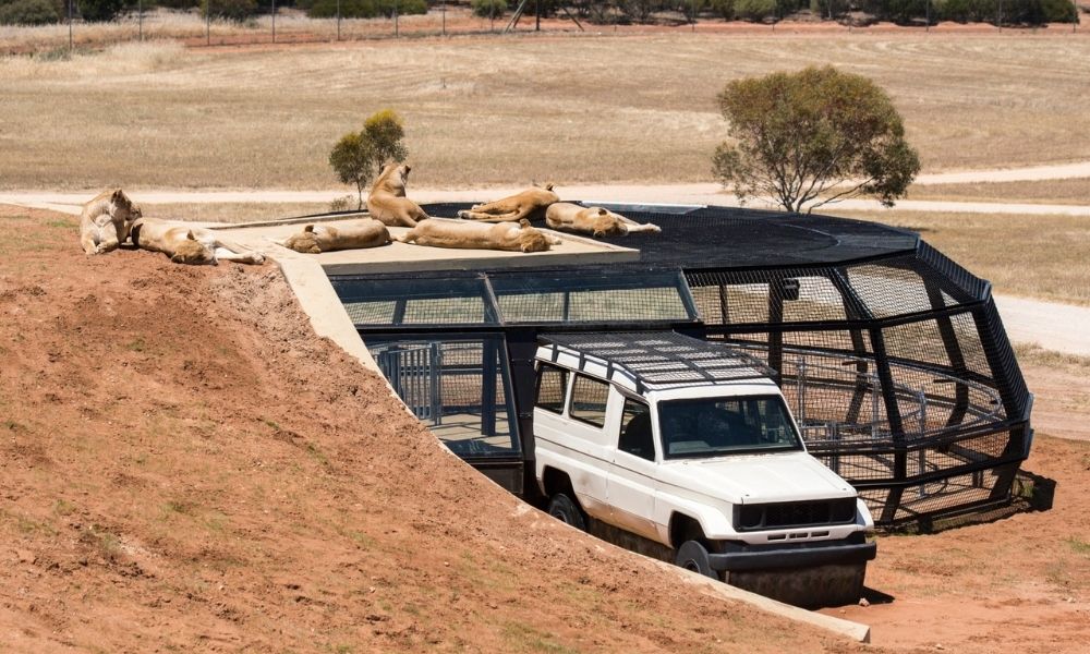 Family hand feeds Giraffes at Monarto Safari Park