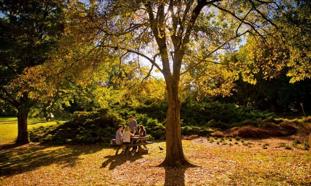 A group of friends enjoy a picnic as Autumn leaves fall around them