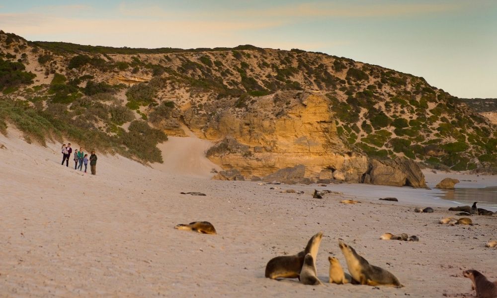 family look at a seal colony on Kangaroo Island