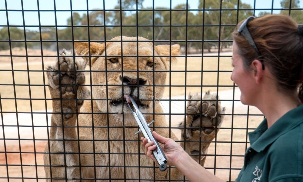 Animal trainer feeds hungry lions through a safety fence at Monarto Safari Park