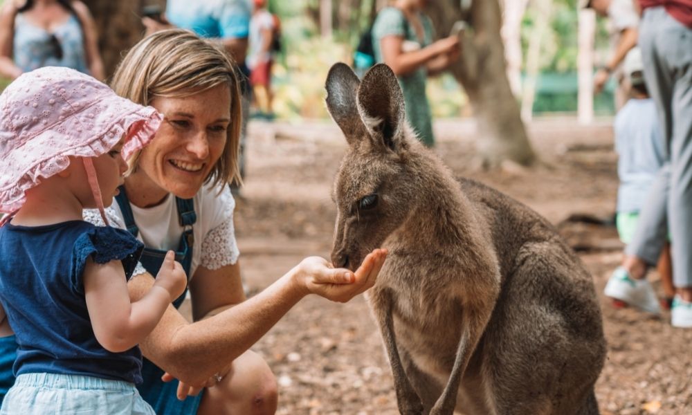 A young toddler hand feeds a kangaroo with mum