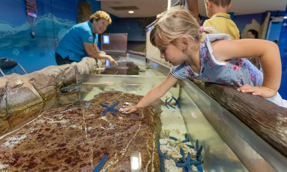 Young child plays in the Tidal Touchpools at SEA LIFE Sunshine Coast