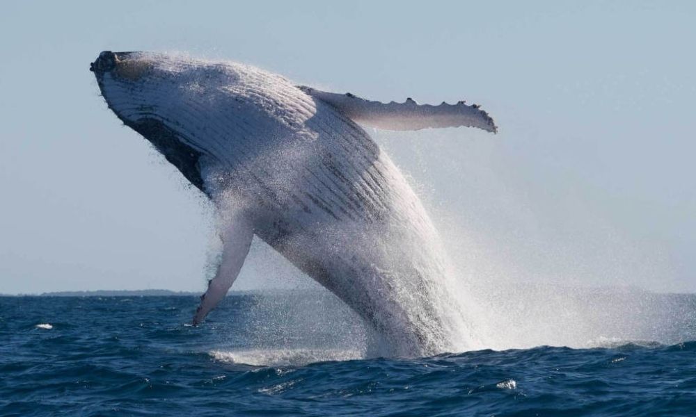 An adult whale leaps out of the sea in a massive breach
