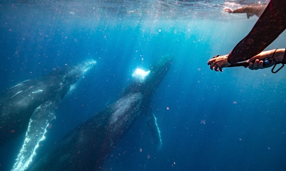 A Humpback Whale breaches in the Sunshine Coast