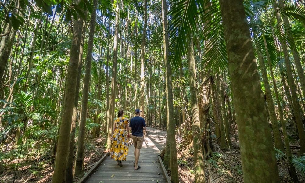 A couple walks through the Kondalilla Rainforest