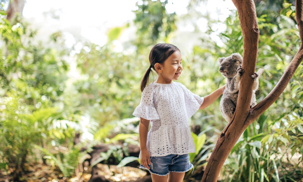 Young girl pats a koala that is sittng in a tree looking around