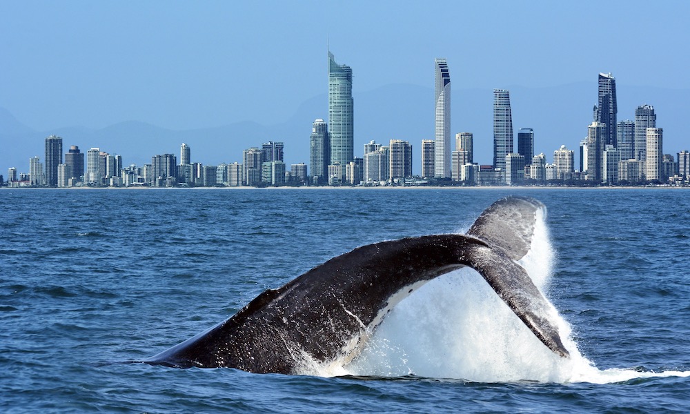 Humpback Whale playing in the ocean in front of the Surfers Paradise skyline