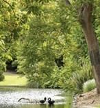 Melbourne Botanical Gardens