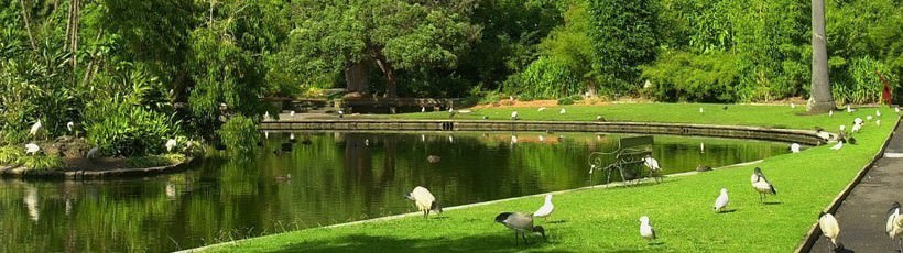 Sydney Botanic Gardens Kids