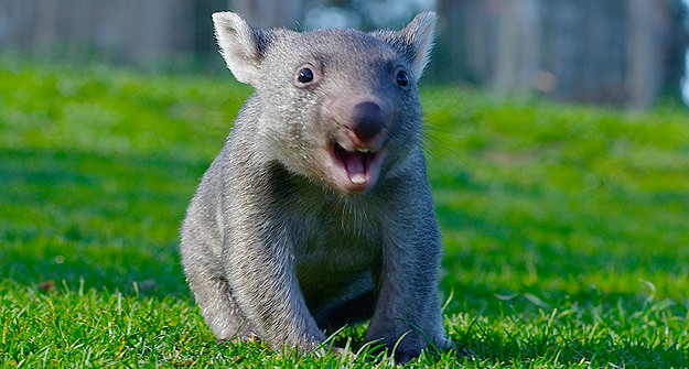 Sassy the Wombat, ZooDoo, TAS - Australia's Cutest Animals | Experience Oz