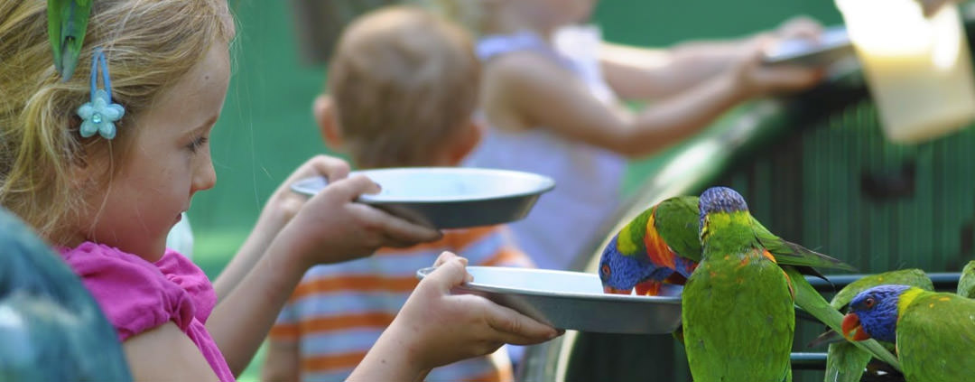 Currumbin sanctuary Lorikeet Feeding
