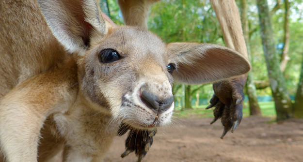Theodore The Kangaroo Australia Zoo Qld Australia S Cutest Animals Experience Oz
