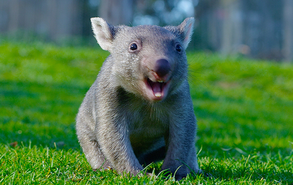 Australia's 10 Cutest Animals | Experience Oz