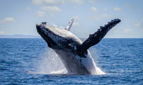 Whale Watching