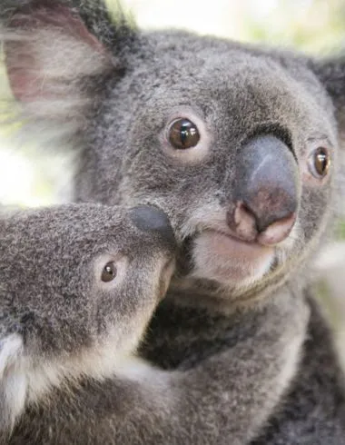 Where to cuddle a koala in Australia