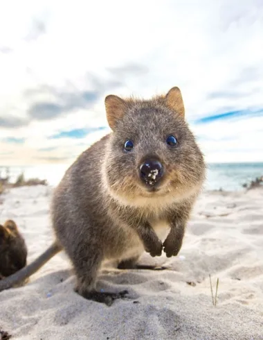 8 extraordinary animal experiences in Australia