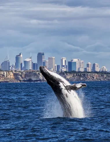 Best Whale Watching in Australia
