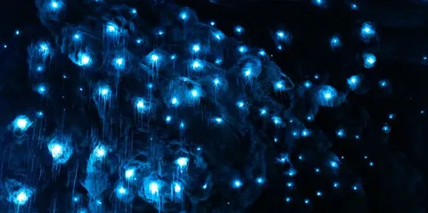 Local Lens: Delving into the Te Anau Glowworm Caves