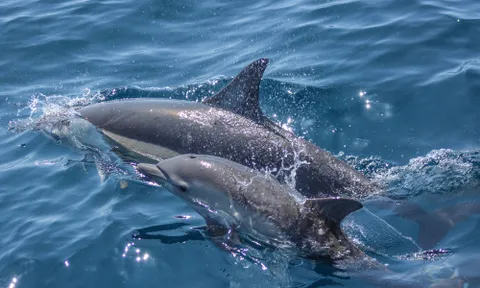 Witnessing Marine Majesty: Whale and Dolphin Safari in Auckland