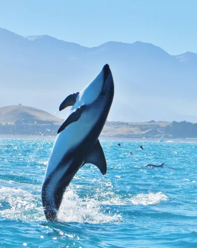 Witnessing Marine Majesty: Whale and Dolphin Safari in Auckland