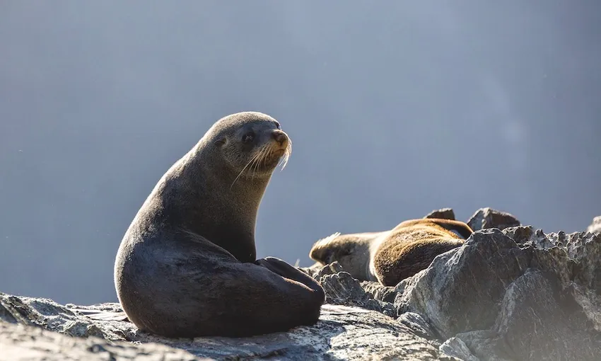 Milford Sound Cruise from Milford - Book Now | Experience Oz + NZ