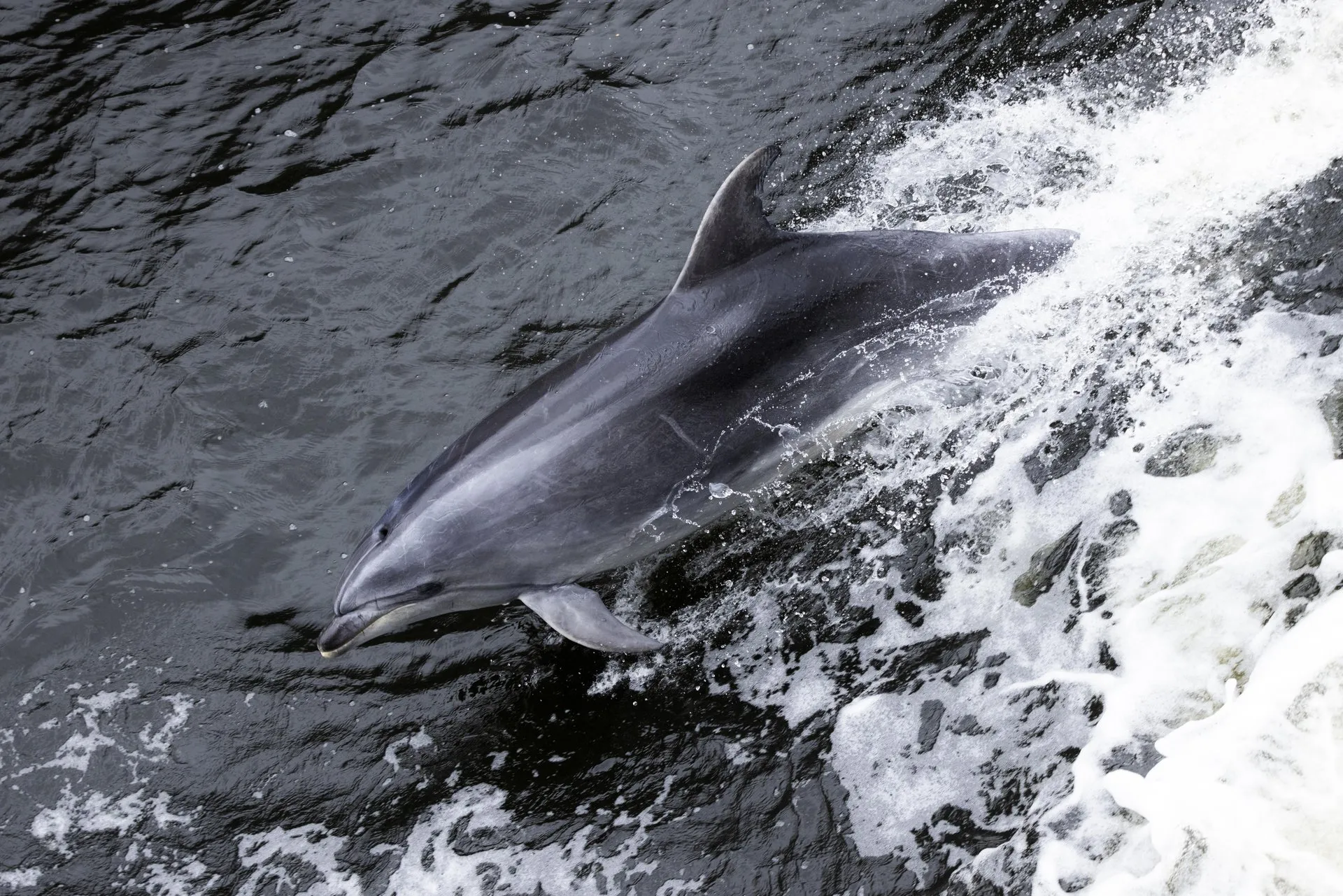 Milford Sound Cruise from Milford - Book Now | Experience Oz + NZ-12