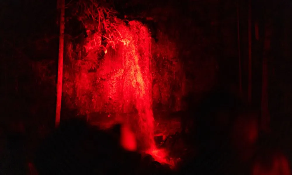 Gold Coast Glow Worms & Rainforest Night Tour | Experience Oz-13