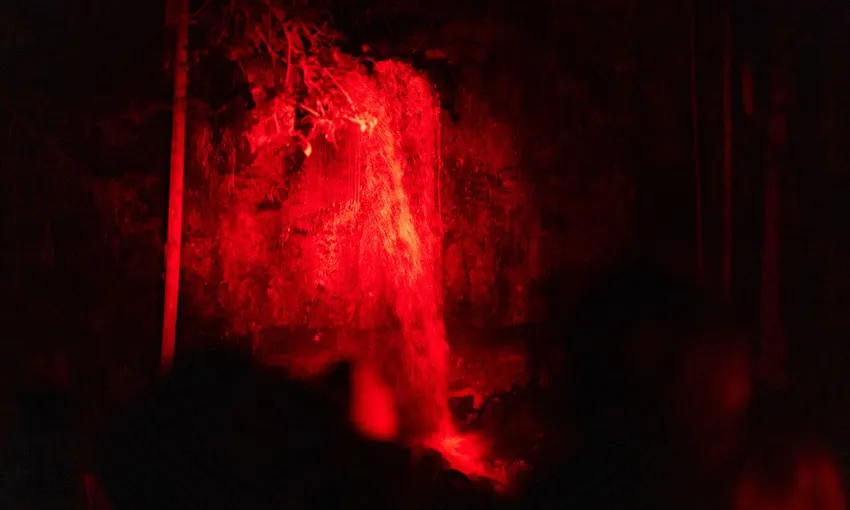 Gold Coast Glow Worms & Rainforest Night Tour | Experience Oz