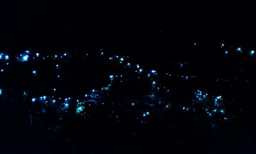 Gold Coast Glow Worms & Rainforest Night Tour | Experience Oz