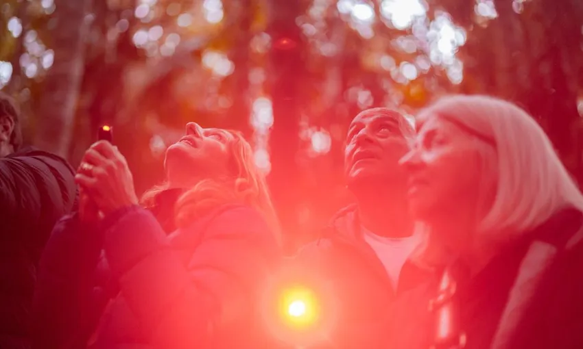 Gold Coast Glow Worms & Rainforest Night Tour | Experience Oz