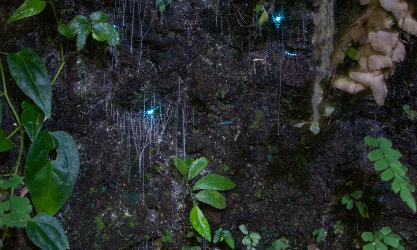 Gold Coast Glow Worms & Rainforest Night Tour | Experience Oz