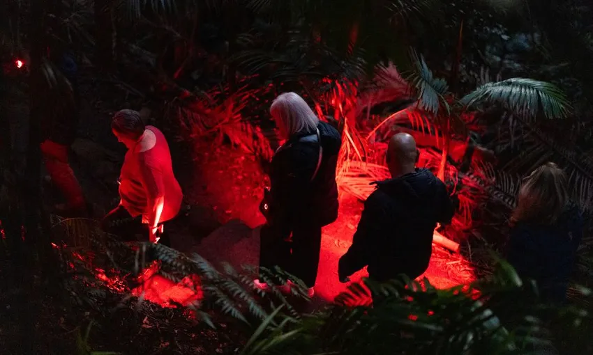 Gold Coast Glow Worms & Rainforest Night Tour | Experience Oz