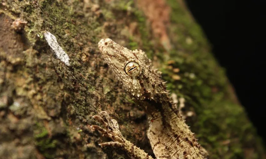 Gold Coast Glow Worms & Rainforest Night Tour | Experience Oz