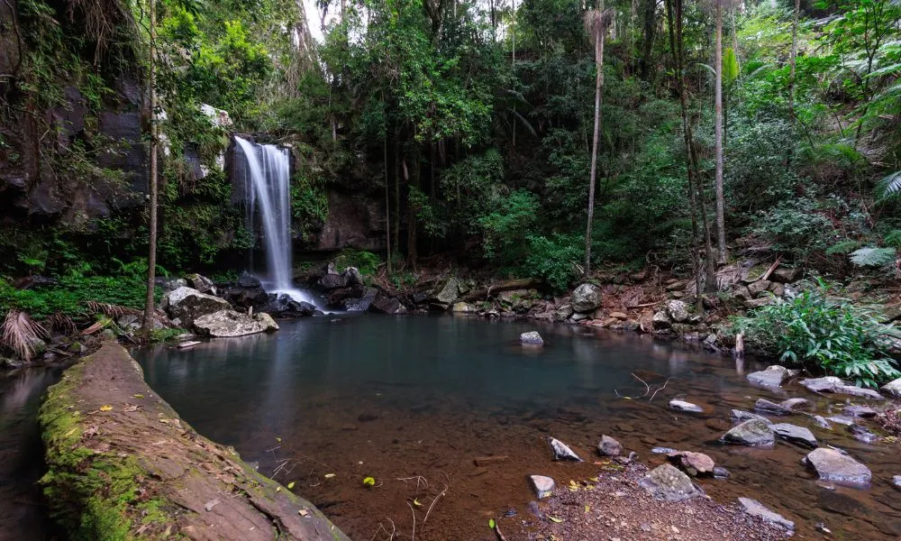 Gold Coast Glow Worms & Rainforest Night Tour | Experience Oz-14