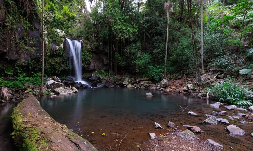 Gold Coast Glow Worms & Rainforest Night Tour | Experience Oz