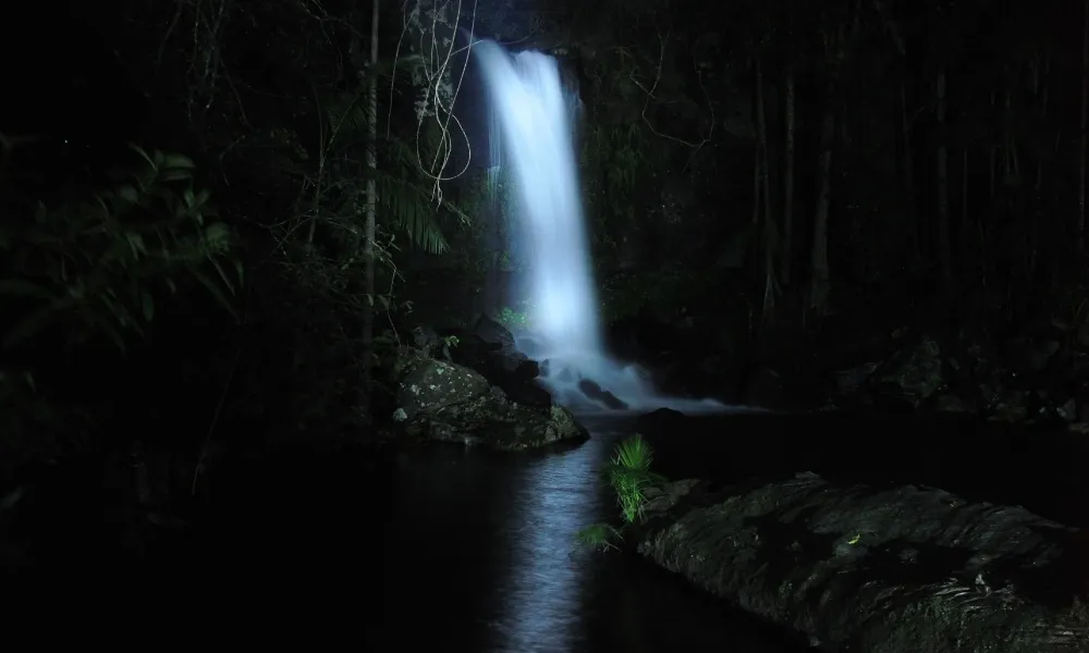 Gold Coast Glow Worms & Rainforest Night Tour | Experience Oz-6