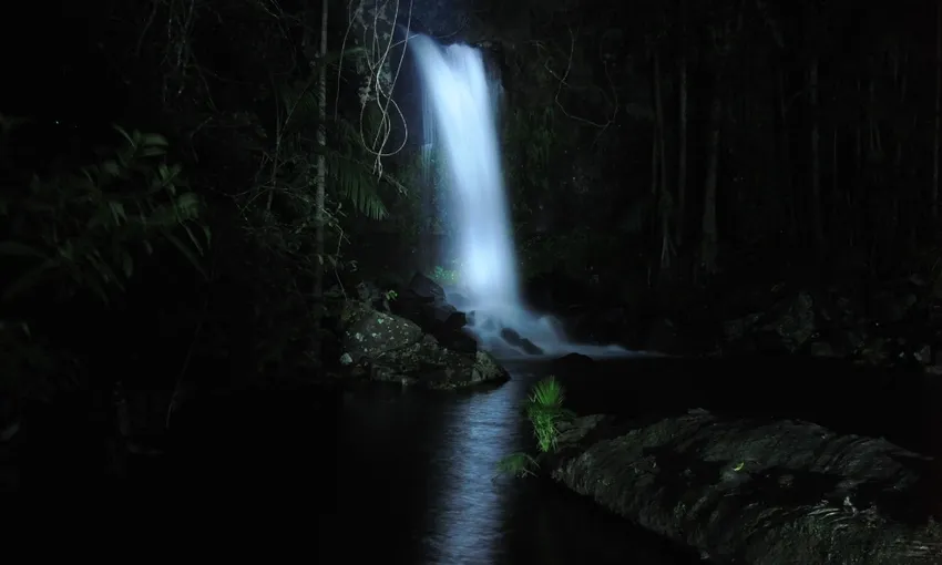 Gold Coast Glow Worms & Rainforest Night Tour | Experience Oz