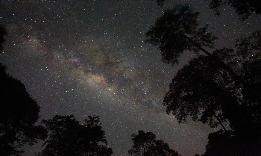 Gold Coast Glow Worms & Rainforest Night Tour | Experience Oz