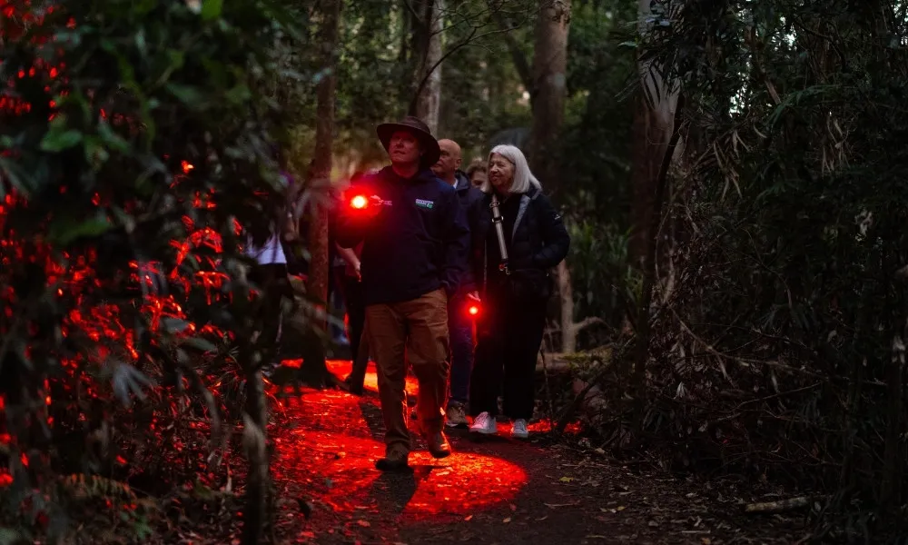 Gold Coast Glow Worms & Rainforest Night Tour | Experience Oz-1