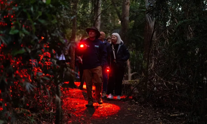 Gold Coast Glow Worms & Rainforest Night Tour | Experience Oz