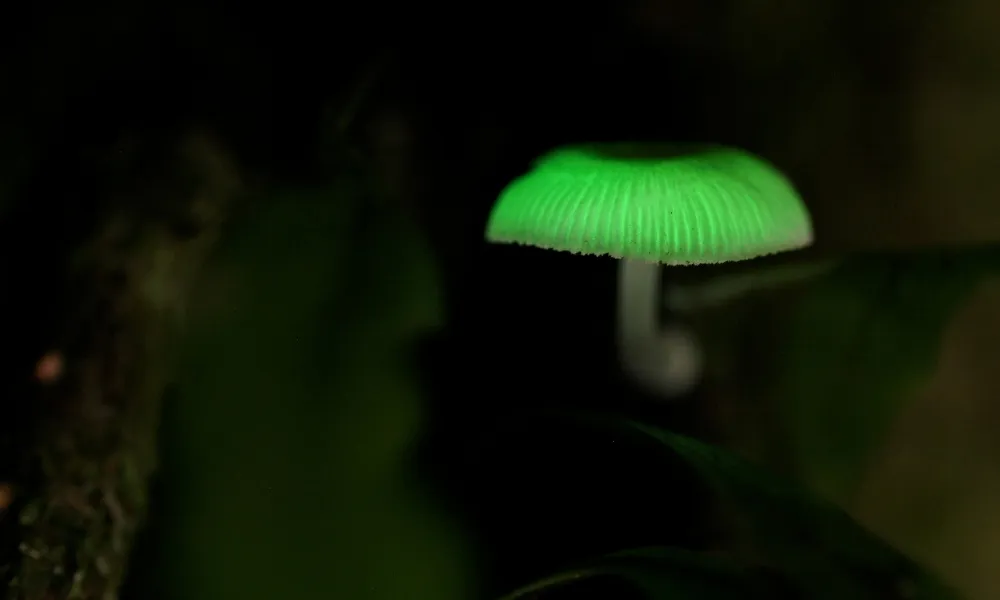 Gold Coast Glow Worms & Rainforest Night Tour | Experience Oz-3