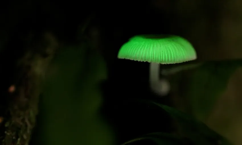 Gold Coast Glow Worms & Rainforest Night Tour | Experience Oz