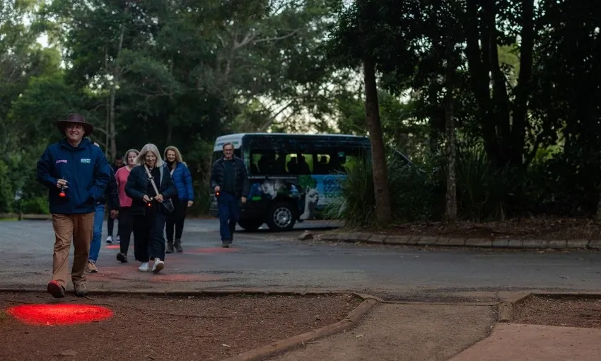 Gold Coast Glow Worms & Rainforest Night Tour | Experience Oz