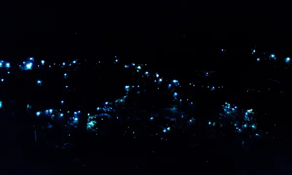 Evening Rainforest, Waterfall and Glow Worm Guided Tour