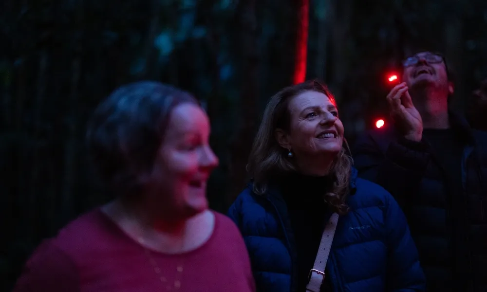 Gold Coast Glow Worms & Rainforest Night Tour | Experience Oz-2