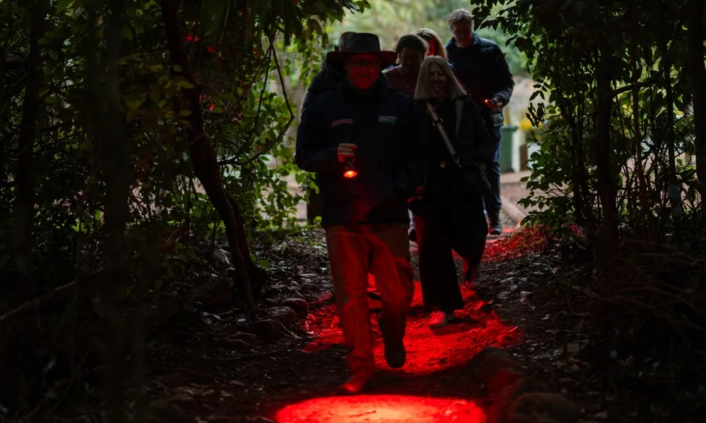 Gold Coast Glow Worms & Rainforest Night Tour | Experience Oz-6